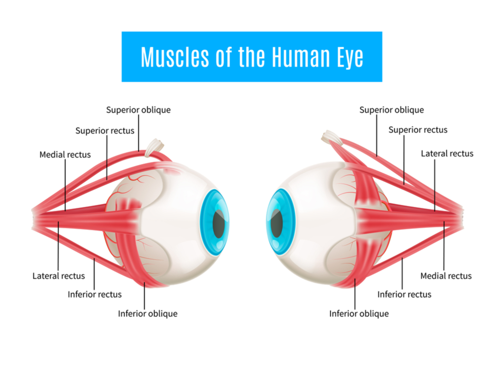 eye muscles